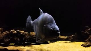 Predatory Project Black Piranha - MonsterFish [HD]