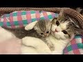 Mother Cat and Cute Kittens - Best Family Cats Comilation 2018