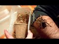 australian tarantula handling 90mm juvenile female selenotypus species