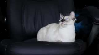 N2 the Talking Cat S2 Ep1 - Kona the Time Traveler