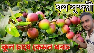 বল সুন্দরী কুল চাষ পদ্ধতি কেমন খরচ কেমন মাটিতে ভালো ফলন পাওয়া যাবে।