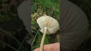 Tawny grisette in the grass