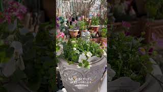 【HD動画】2025年1月25日  冬の花が咲いています。 #flowers #garden #癒し#自然 #naturelovers #薔薇は美しく散る #ばらの花 #rosegarden