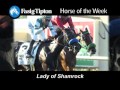 fasig tipton horse of the week lady of shamrock