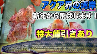 大幅値引きの新春セール詳細😲特大〇〇❗️プレゼントもあり！ベイサイドアクア　アクア界の湾岸　ディスカス　ポリプテルス　アロワナ　など