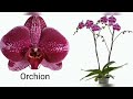 ОРХИДЕИ с НАЗВАНИЯМИ. Пурпурные фиолетовые бордовые и пёстрые. orchids with names.