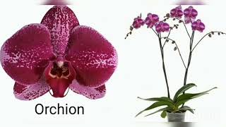 ОРХИДЕИ с НАЗВАНИЯМИ. Пурпурные, фиолетовые, бордовые и пёстрые. Orchids with names.