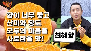 MBC개그맨🤣 퐝규와 함께하는 퐝퐝터지는 제주 천혜향 | #퐝타스틱제주 #MBC #개그맨