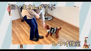 【飼い主さんが学ぶしつけ教室：5回目】トイプードル - Choco -