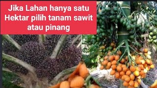 REACTION-Perbandingan  Sawit \u0026 Pinang dalam Lahan Satu Hektar Kita Mau pilih yg mana?