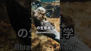 【ラッコの生態雑学】 #shorts #動物