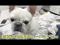 修学旅行の男部屋？今日は男同士で寝るよ！【フレンチブルドッグ frenchbulldog】