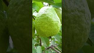 🌿পেয়ারা গাছ বাড়ানোর দ্রুততম উপায় কী #guava #gardening