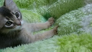 【生後59日】子猫のもみもみちゅっちゅ★様子見ながらもみもみする猫 Baby cat kneads with her paws.【ふみふみ猫ミレイ】