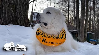 真剣に番犬をするルンルンとゴロゴロ転がって怠けているアランです　Great Pyrenees　グレートピレニーズ