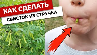 Как сделать свисток из акации | Свистулька своими руками за 1 минуту