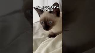 【まるで宝石】青い瞳が美しすぎるシャム猫ぷあ#シャム猫#猫#猫動画#cat #siamese