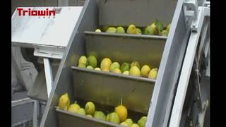 Citrus Processing Line - Triowin Intelligent Machinery