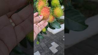 Rambutan #beautiful  and healthy fruit