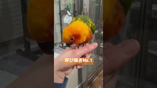 カメラを向けると静か。呼び鳴きすごいのょ😅#インコ#中型インコ #ナナイロメキシコインコ #ゴガネメキシコインコ#shortvideo