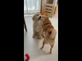 まるでカップルかのようにイチャイチャする犬【柴犬】【ゴールデンレトリバー】 shorts