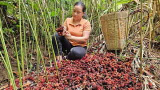 Harvest Amomum Xanthioides Wall Goes to the market sell - Lý Thị Ca