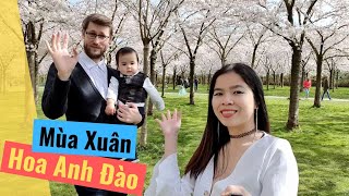 #16 Gia Đình Vợ Việt Chồng Tây Đi Ngắm Hoa Anh Đào. Mùa Hoa Anh Đào Nở. Japanse Park Amstelveen