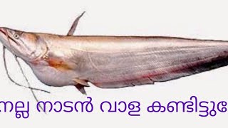 wallago attu feeding🎣😱നാടൻ വാള🎣 (wallago attu)🥺