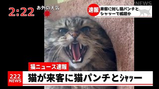 【猫ニュース】モフモフ猫が来客に猫パンチとシャッー【威嚇】