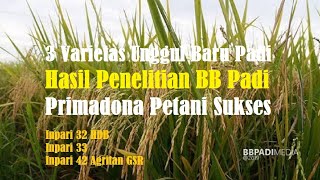 3 Varietas Unggul Baru Padi Hasil Penelitian BB Padi Primadona Petani Sukses