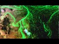 AMERICA REVEALED - wind patterns across the US