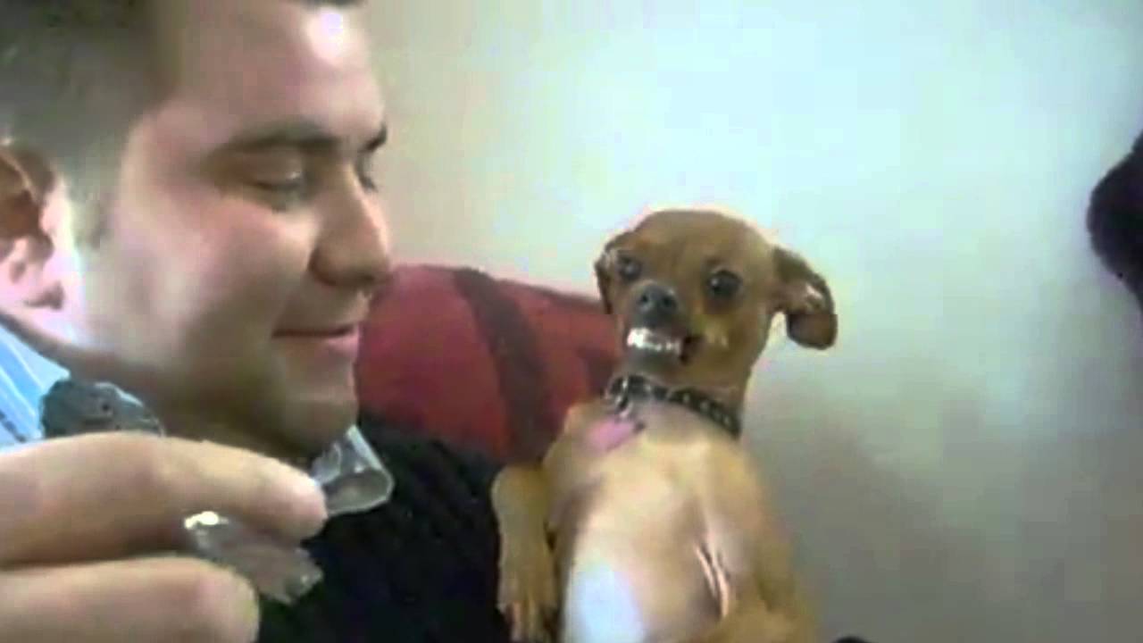 Angry Animals Youtube