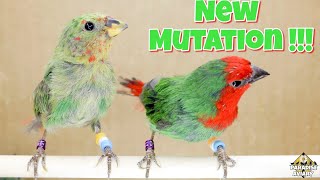 WE DID IT AGAIN !! Red Throat Parrot Finch RARE MUTATION ?!?! #aviary #birds #burung #चिड़िया