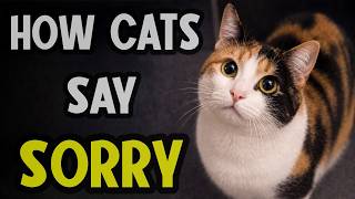 Your Cat Is Apologizing (You Just Don't Realize It) 🐈🚩