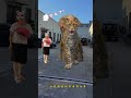 elephant leopard what s wrong with special effects production please don t take it seriously