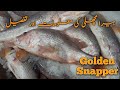 Detail About Golden Snapper Fish | ہیرا مچھلی کی معلومات اور تفصیل #heerafish #fishinfo