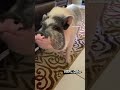 cute minipig