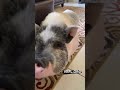 cute minipig