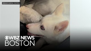 Husky puppy rescued from hot car in Dedham