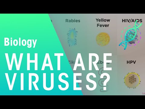 What are the types of virus?