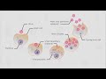 What are viruses  Cells  Biology  FuseSchool