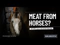 Coming Soon: Animal Equality's Undercover Investigation of a Spanish Horse Slaughterhouse