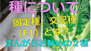 種について　固定種、交配種（F1）とは？　この秋お勧めの２品種