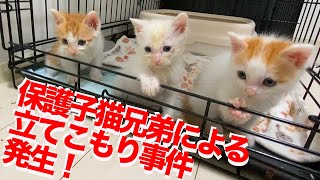 【遅報】ちび保護子猫3兄弟によるトイレ立てこもり事件発生 The kittens was holding up in their cage