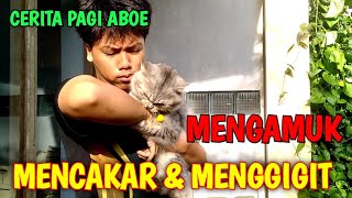 CERITA PAGI SI ABOE || KUCING INI MENGAMUK, MENCAKAR DAN MENGGIGIT. MENGAPA ❓