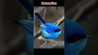 Top 5 beautiful birds in colour blue #birds #shorts #ytshorts