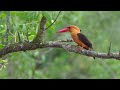 Brown Winged Kingfisher