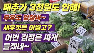 배추가 3천원도 안해~ 김장철 배추와 무우가 폭락했네요 #배추 #무우 #시장