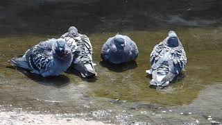 鳩の水浴びで汚れが沢山浮く