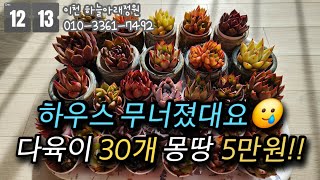 지난번 폭설로 재배농장이 무너졌대요 💥다육이 30개에 5만원💥에 드립니다 도와주세요🙏🏻 [이천 하늘아래정원 010.3361.7492]